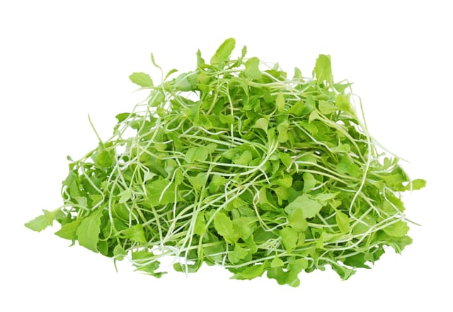 SARSO (MUSTARD) MICROGREEN SEEDS PACK 25 GRAMS