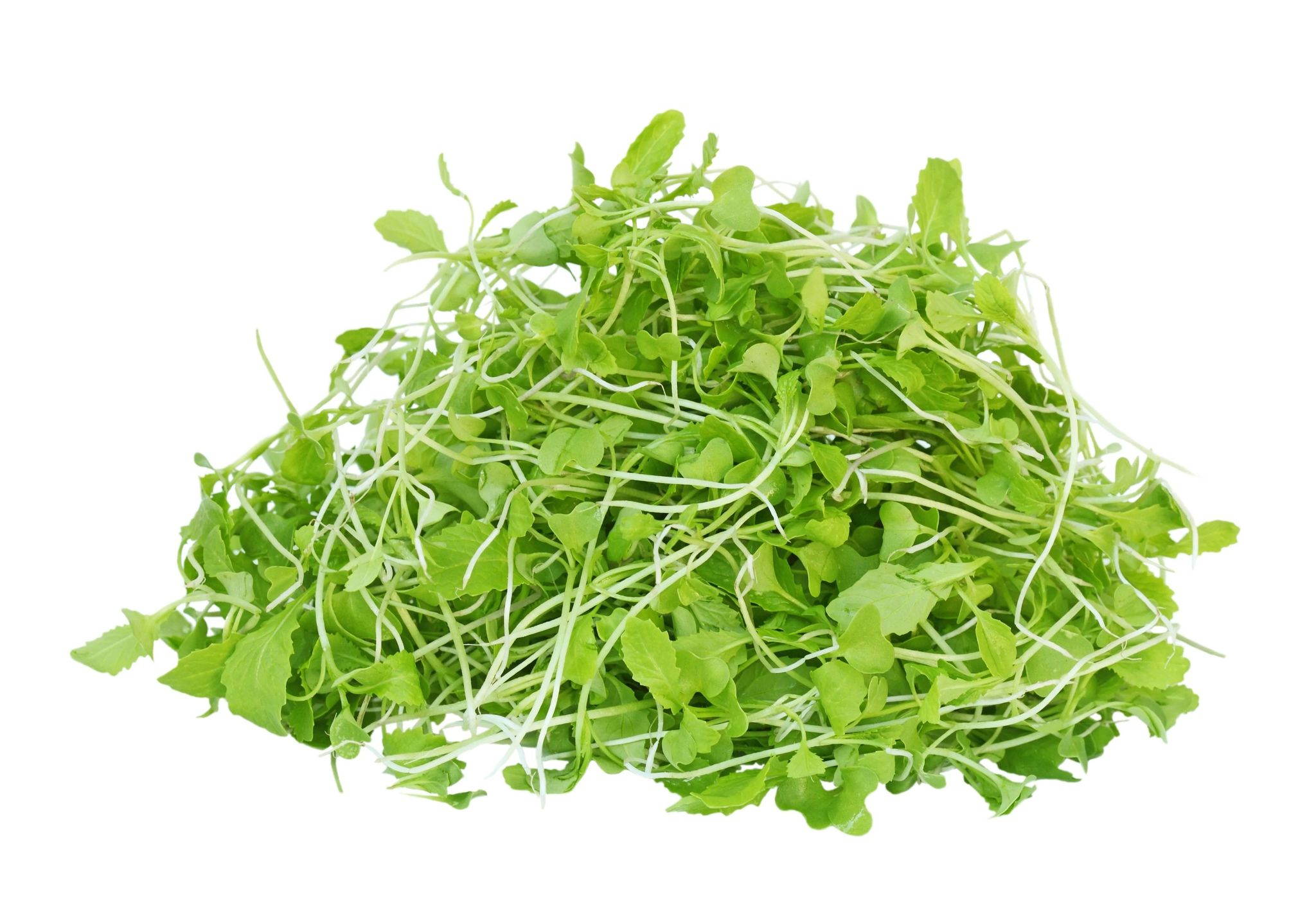 SARSO (MUSTARD) MICROGREEN SEEDS PACK 25 GRAMS