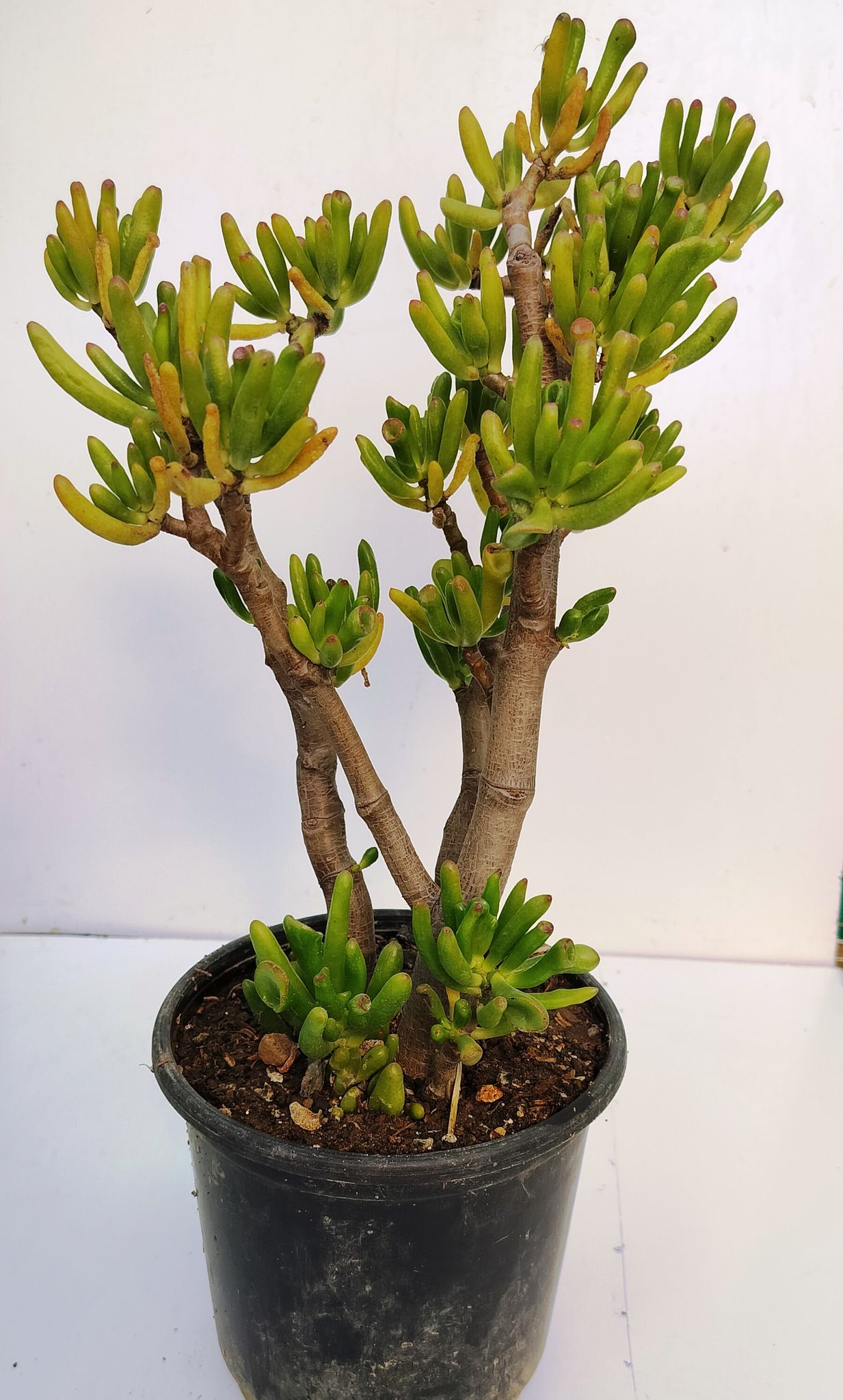 Phulwari Rare Large Size Golum Succulent Plant (1.5 feet)