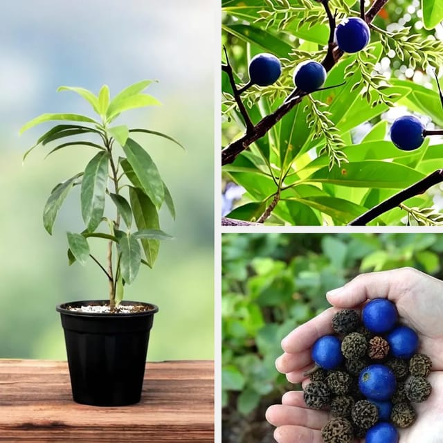 Rudraksha Plant Rudraksha Plant