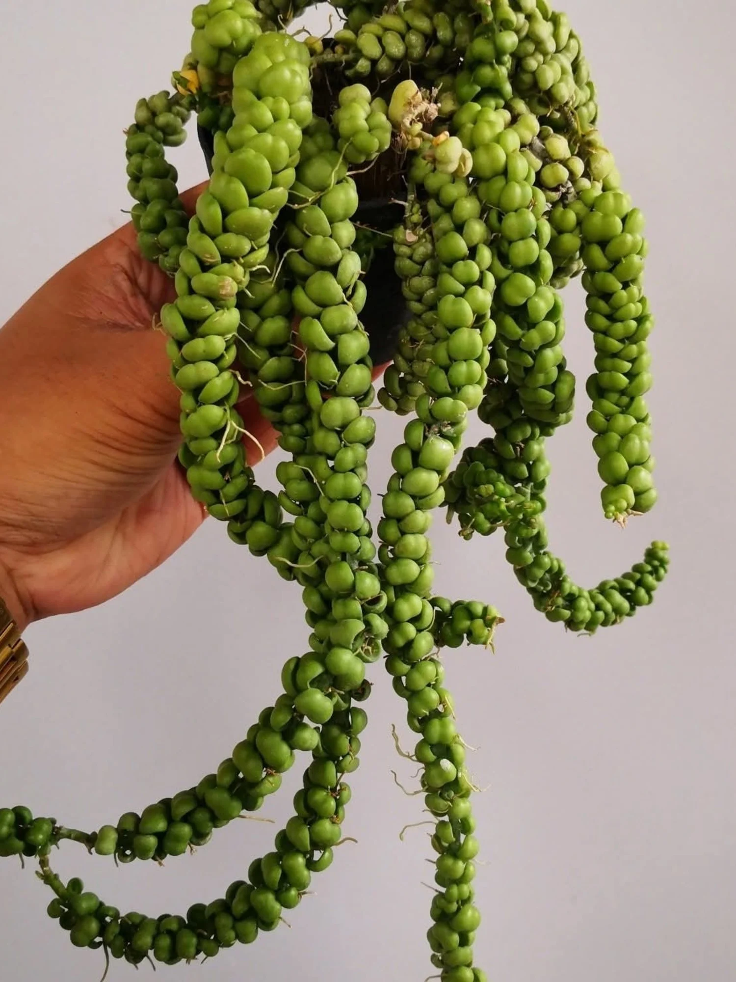 Dischidia Nummularia Bubbles Dragon Jade - Seedling