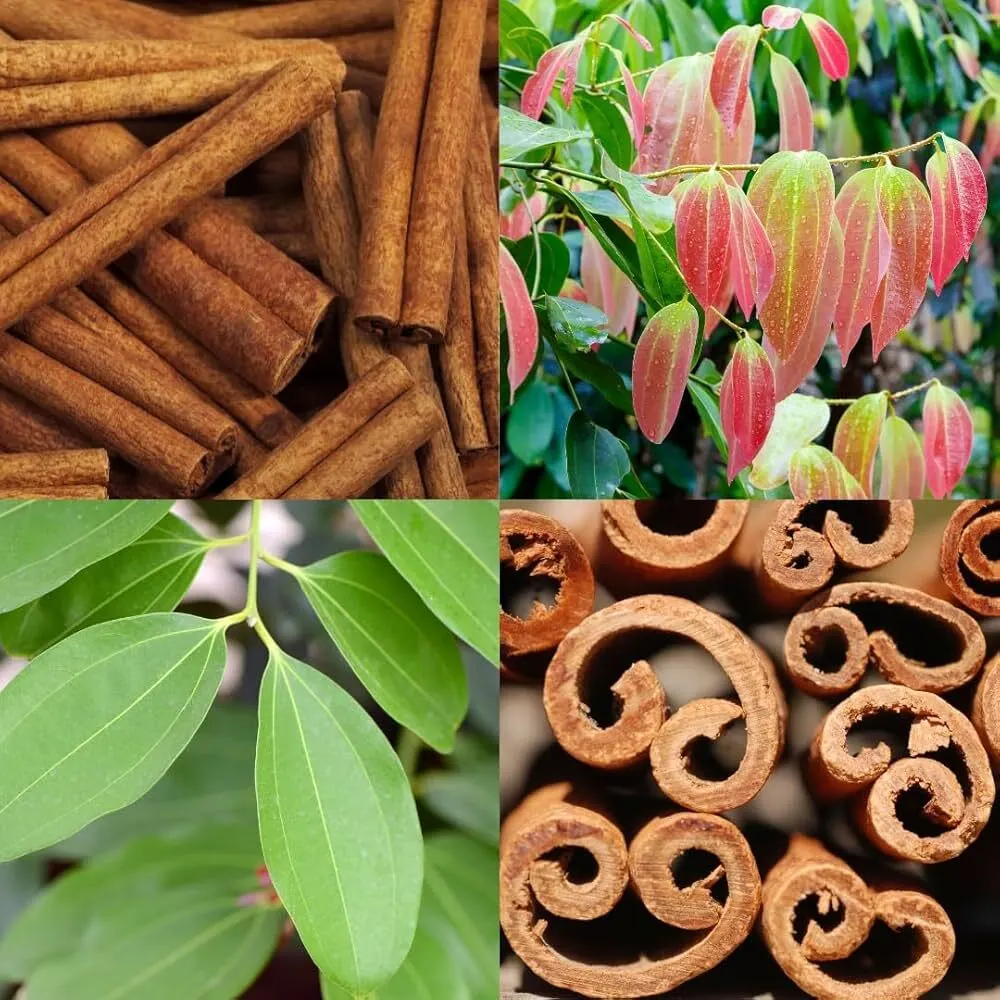 Cinnamon - Karuvapattaa Spice Plant