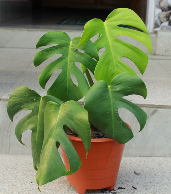 Monstera Deliciosa Albo – Normal Plant | Premium Indoor Foliage Plant