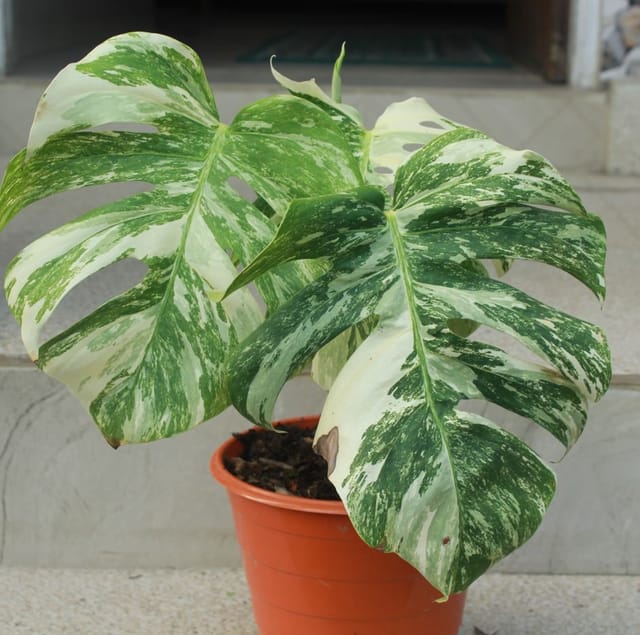 Monstera Deliciosa Albo Variegated Plant Monstera Deliciosa Albo Variegated Plant