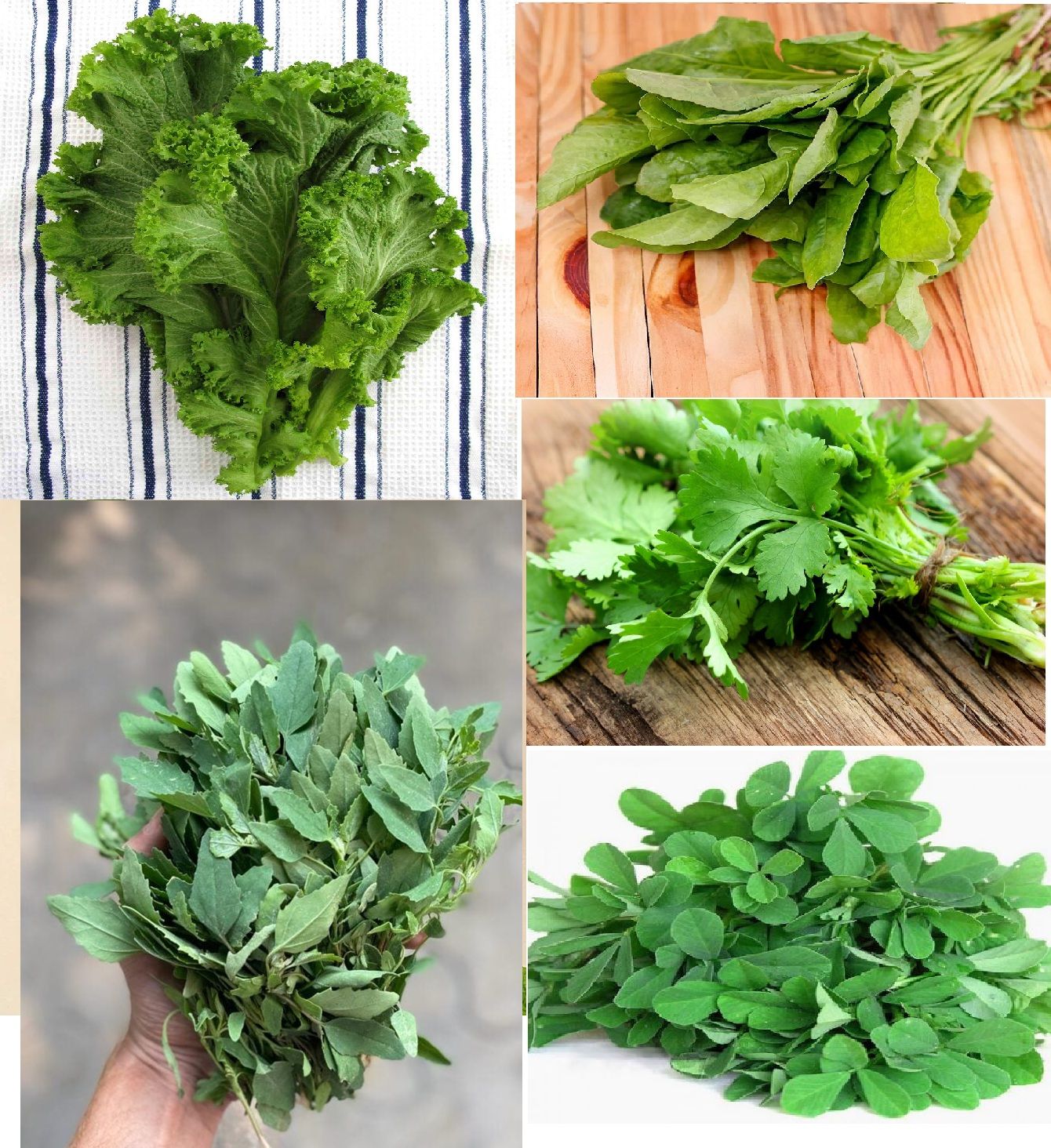 5 Varieties Of Leafy Vegetable Seed Combo Pack