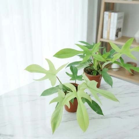 Philodendron Florida Ghost