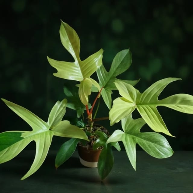 Philodendron Florida Ghost Philodendron Florida Ghost
