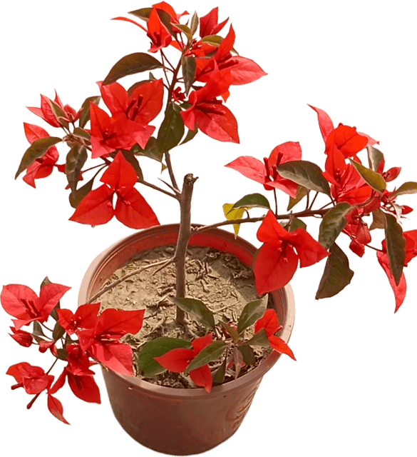 PREMIUM QUALITY BOUGAINVILLEA PLANT PACK OF 1