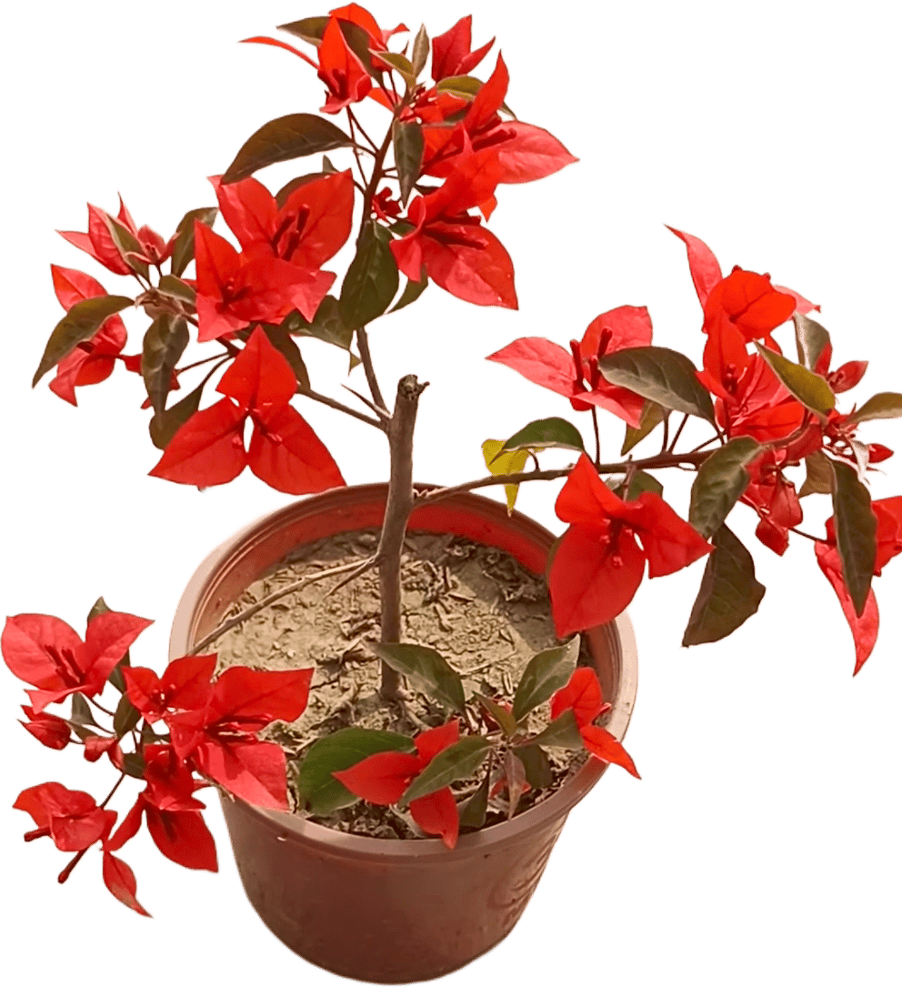 PREMIUM QUALITY BOUGAINVILLEA PLANT PACK OF 1