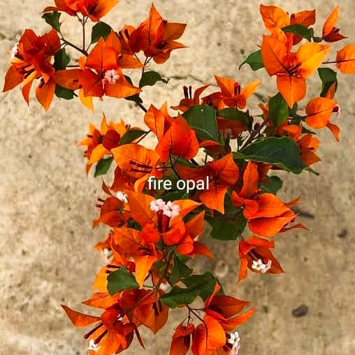 FIRE OPAL BOUGAINVILLEA PLANT