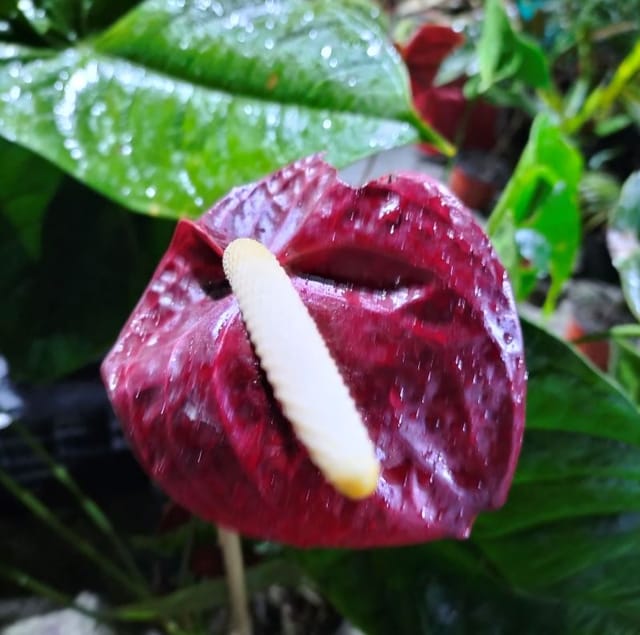 Anthurium Plant