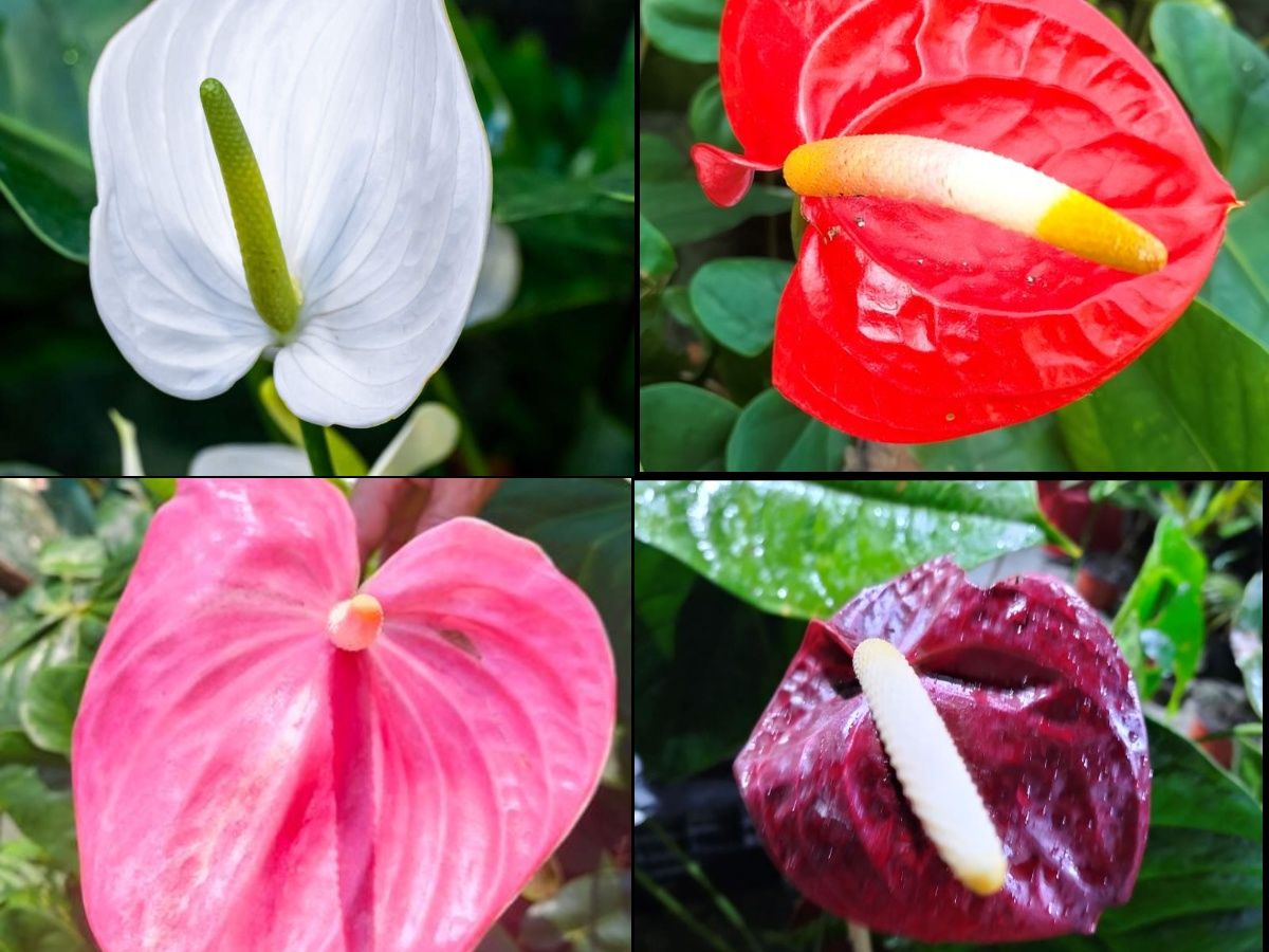 Anthurium Plant – Combo Pack of 4