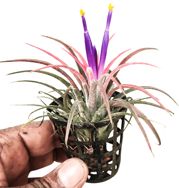Air Plant Tillandsia | Pack of 2
