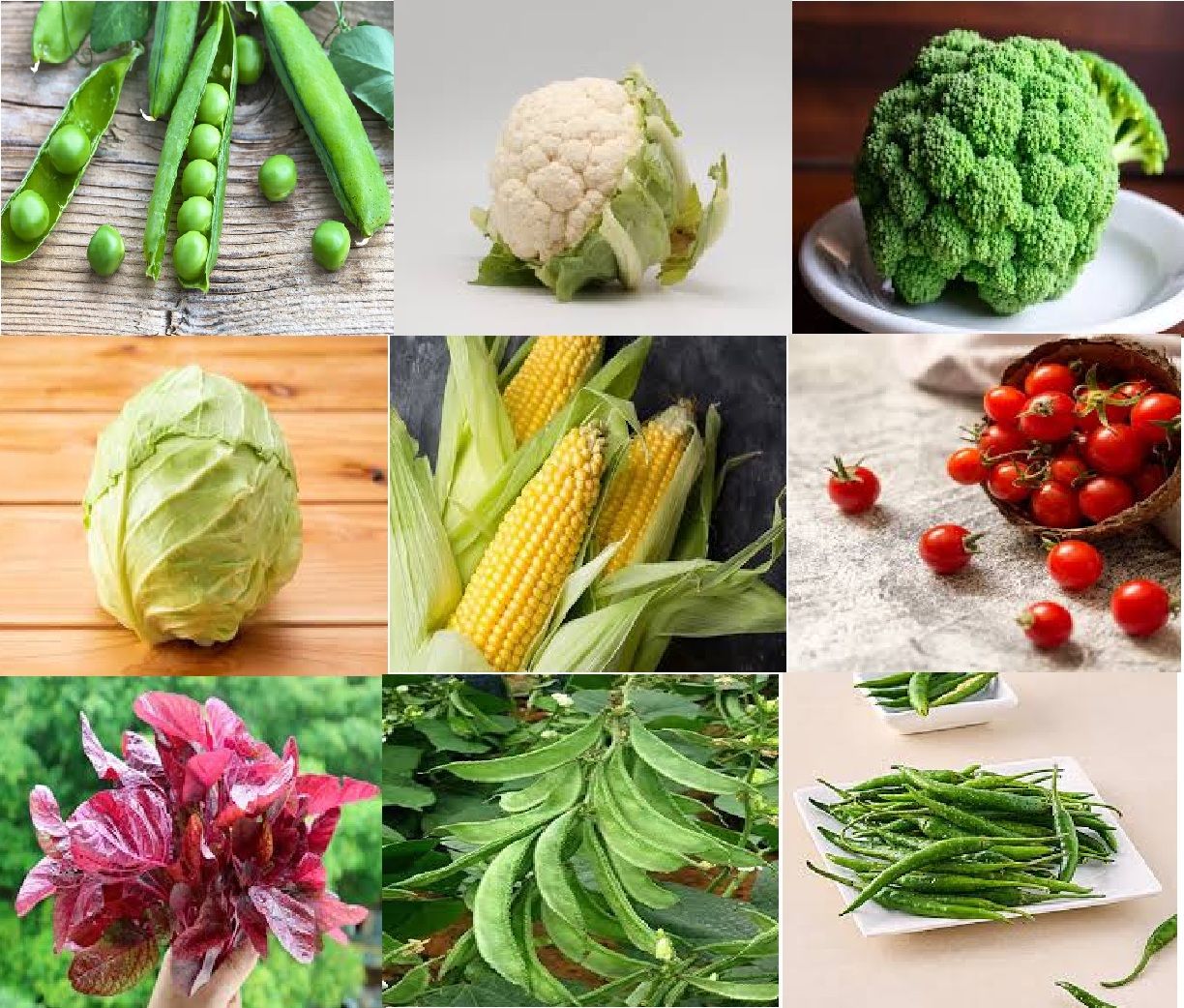 9  Varieties Of Winter Vegetable Seed Combo Pack