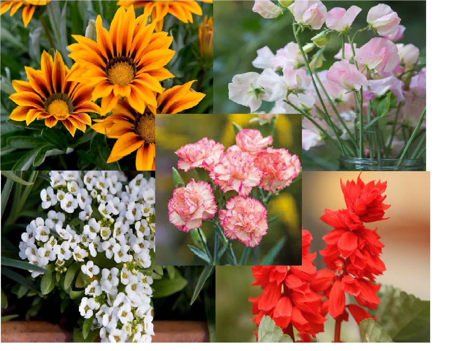 5 Varieties Of Winter Flower Seed Combo Pack