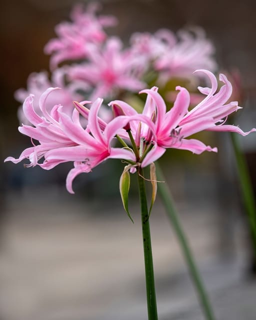 Nerine Lily Flower Bulb in Assorted Colour's (Set of 2)