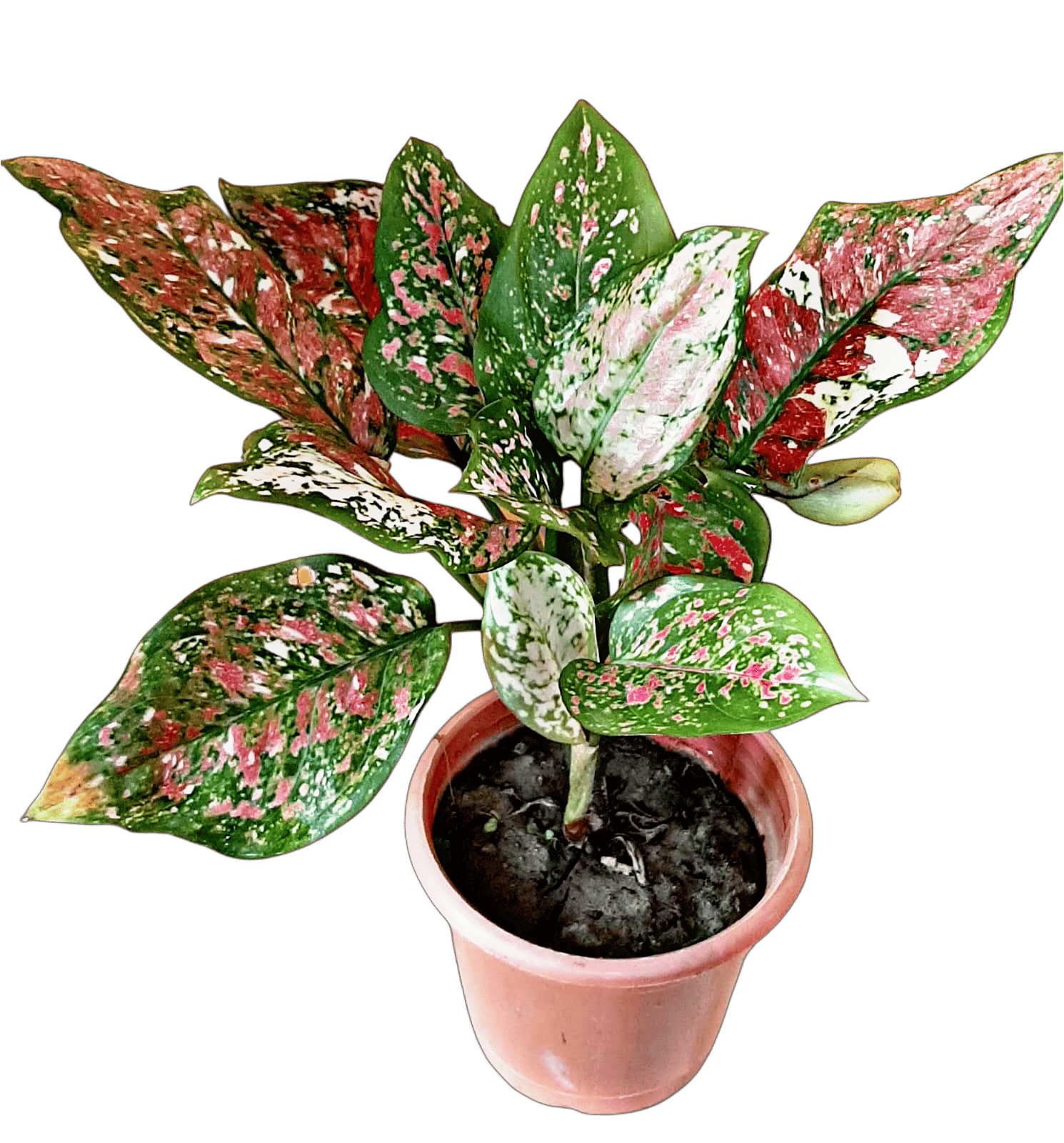 Aglaonema Tricolor Thai Variety - Rare Variegated Indoor Plant