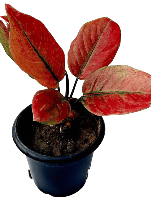 Aglaonema Thai Variety – RED APPLE Indoor Plant