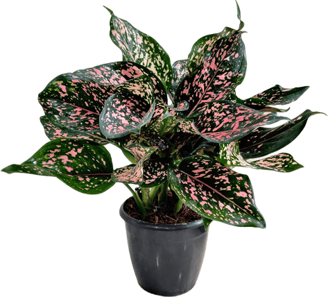 Aglaonema Thai Variety – PINK DALMATIAN Indoor Plant