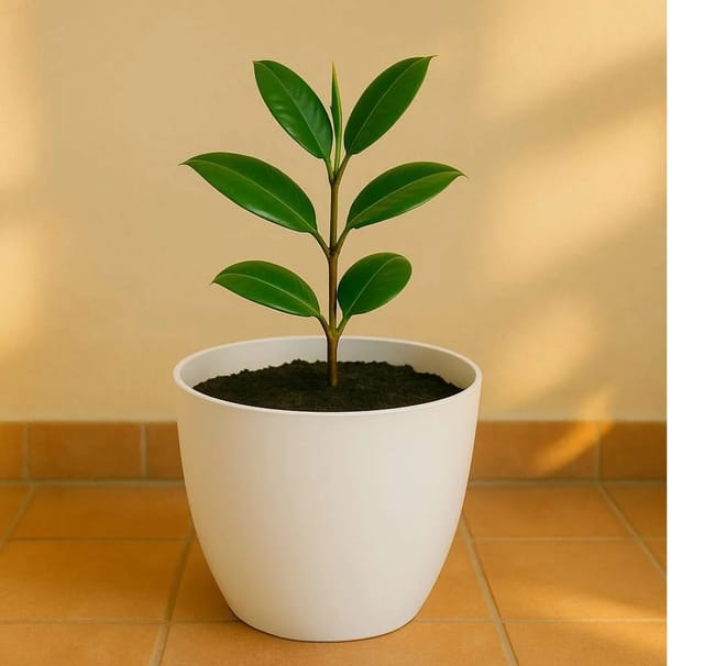 Orchid Round Pots 4  Inch | Marble White Color | Stylish Indoor & Outdoor Decorative Planter| Set of 6