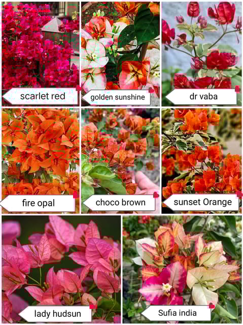 Bougainvillea Rare Variety Combo with ID - Pack of 8 Plants
