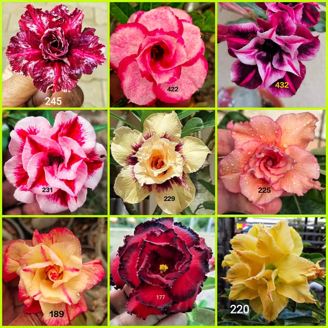 Adenium 9 Pcs Combo - Premium Grafted Rosy Thailand Variety Adenium 9 Pcs Combo - Premium Grafted Rosy Thailand Variety