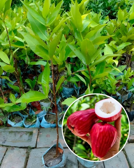 Red Missile Water Apple Plant Fruit Plant Grafted (Height 1 Feet)