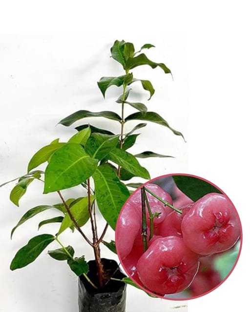Pink Water Apple Plant Fruit Plant Grafted (Height 1.5 Feet - 2 Feet) Pink Water Apple Plant Fruit Plant Grafted (Height 1.5 Feet - 2 Feet)