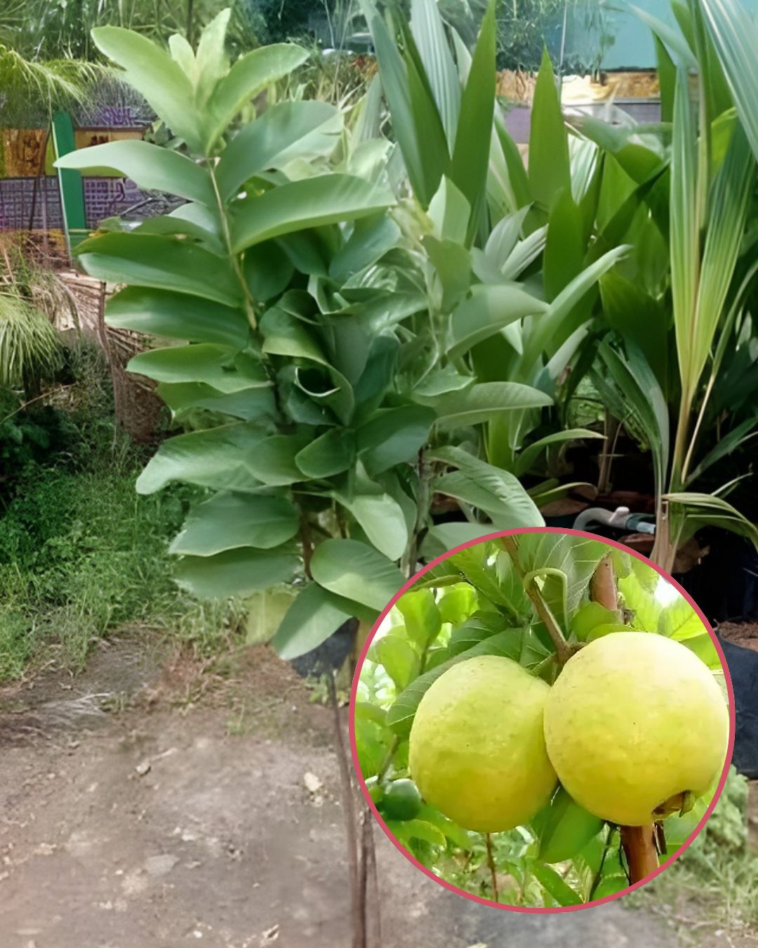 Thai Golden 8 Guava Plant Fruit Plant Grafted (Height 1.5 Feet- 2 Feet)