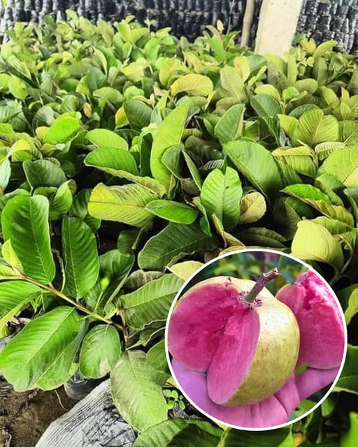 Taiwan Pink Guava Plant Fruit Plant Grafted (Height 1 Feet- 1.5 Feet)