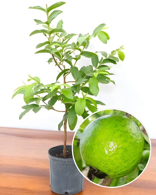 L-49 Guava Plant Fruit Plant Grafted (Height 1 Feet)