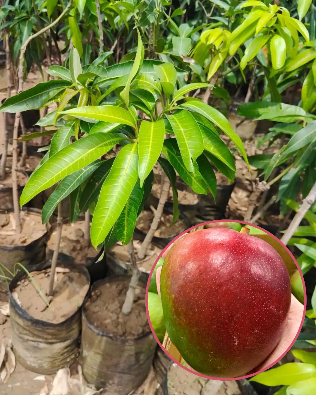 Sensation Mango Fruit Plant Grafted (Height 1.5 Feet - 2 Feet)