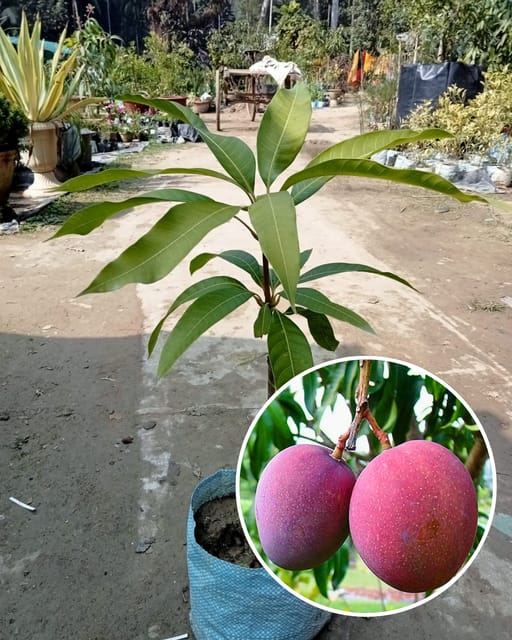 Tommy Atkins Mango Fruit Plant Grafted (Height 1 Feet) Tommy Atkins Mango Fruit Plant Grafted (Height 1 Feet)