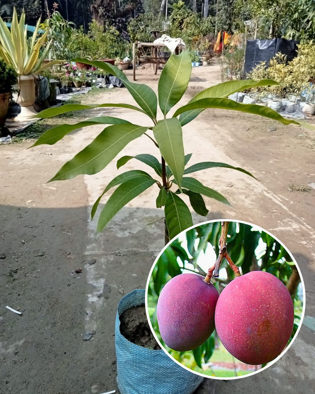 Tommy Atkins Mango Fruit Plant Grafted (Height 1 Feet)