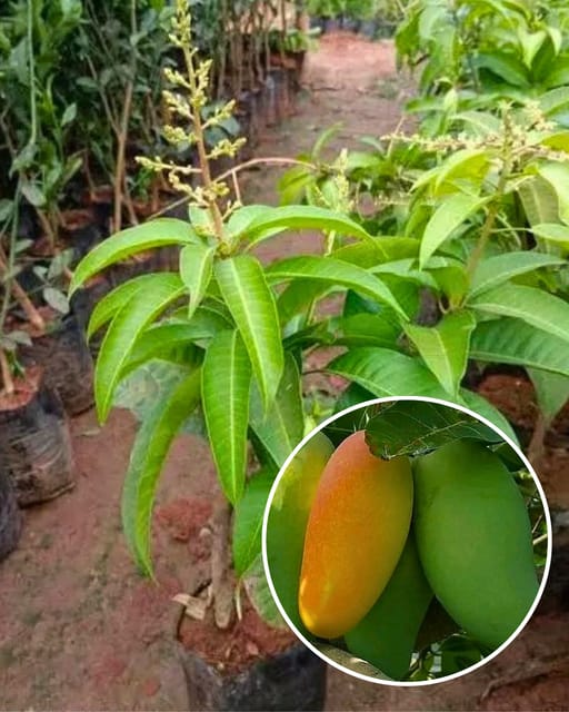 Fazli Mango Fruit Plant Grafted (Height 1 Feet)