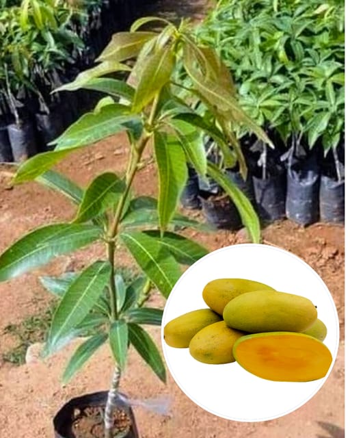 Langra Mango Fruit Plant Grafted (Height 1.5 Feet - 2 Feet)