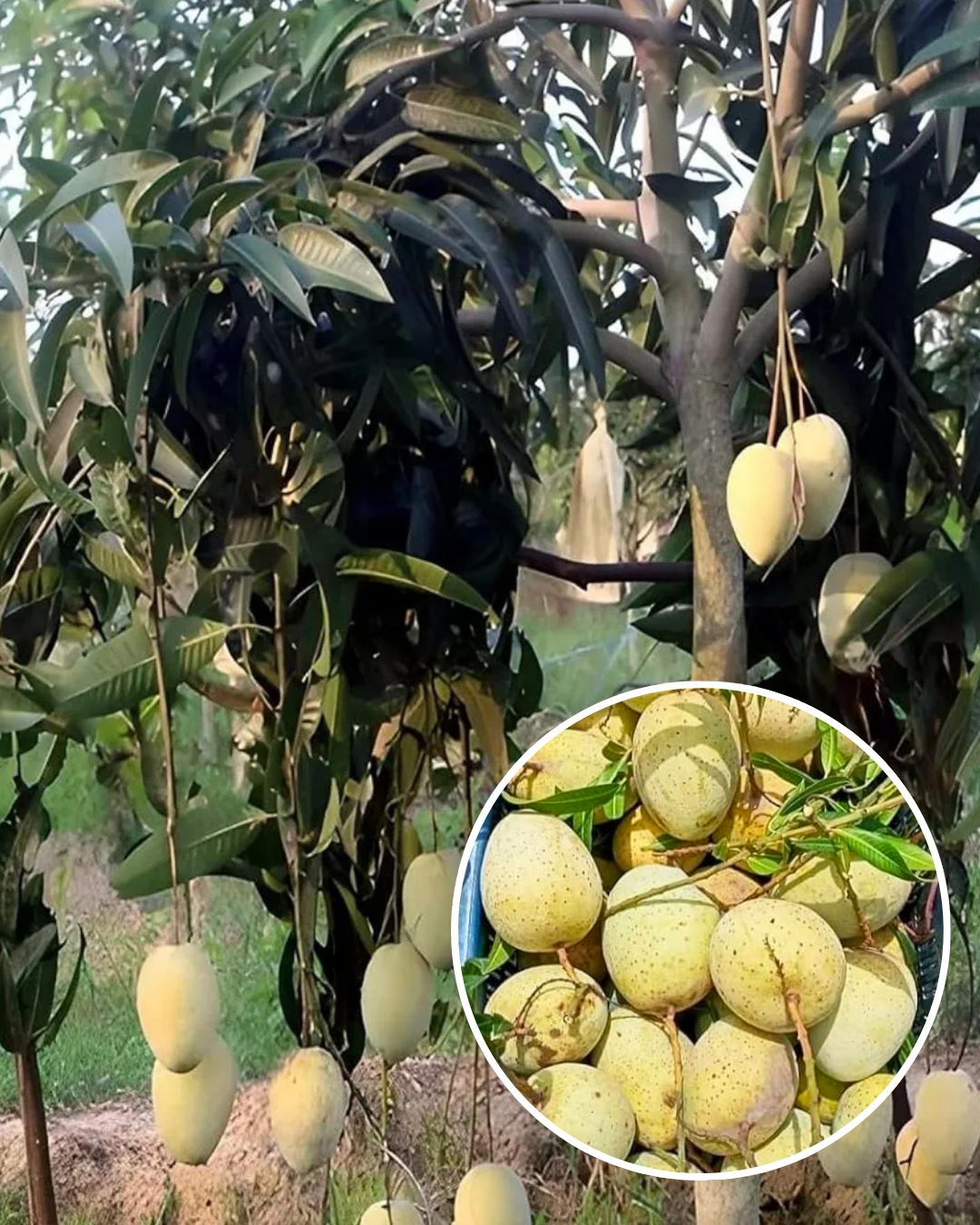 Gourmoti Mango Fruit Plant Grafted (Height 1 Feet - 1.5 Feet)