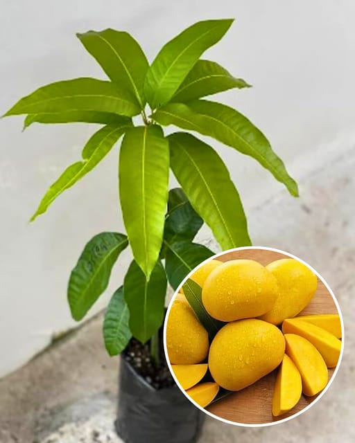 Haribhanga Mango Fruit Plant Grafted (Height 1.5 Feet - 2 Feet )