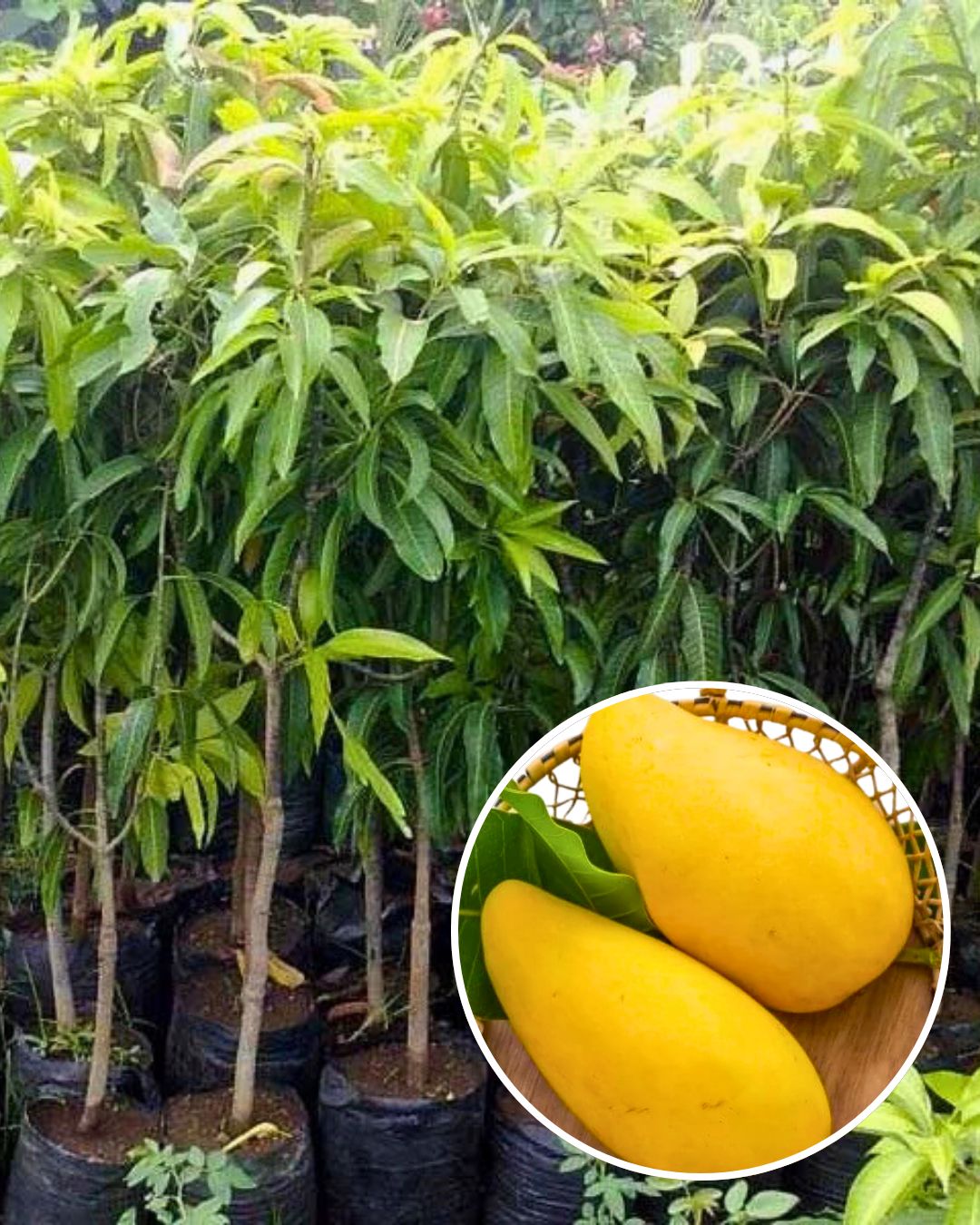Brunei King Mango Fruit Plant Grafted (Height 1.5 Feet - 2 Feet)