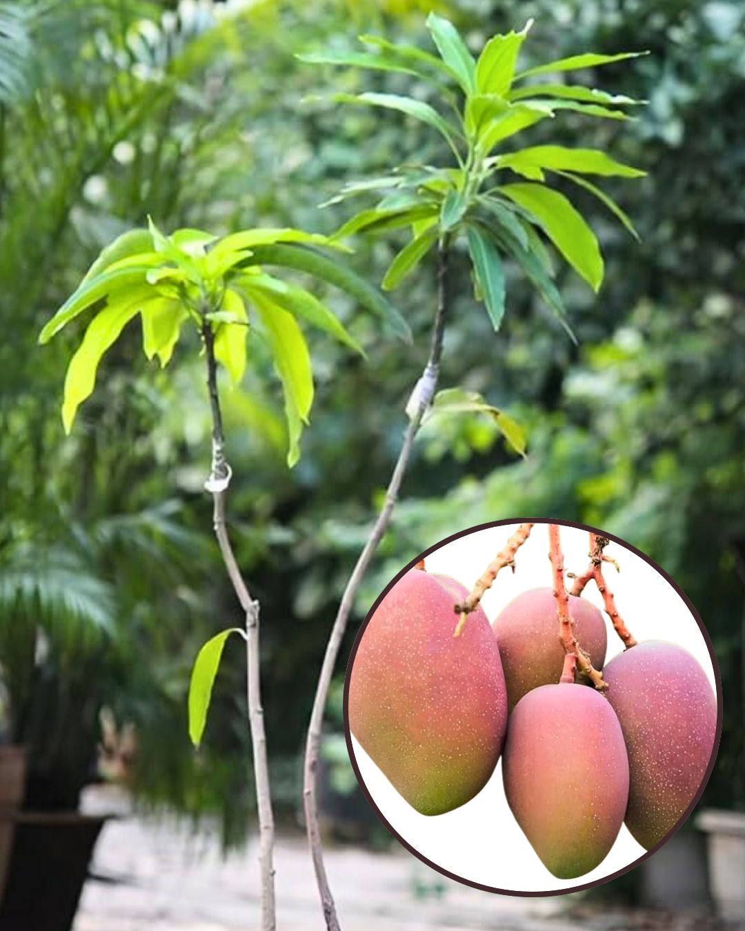 Arunika Mango Fruit Plant Grafted (Height 1 Feet - 1.5 Feet)