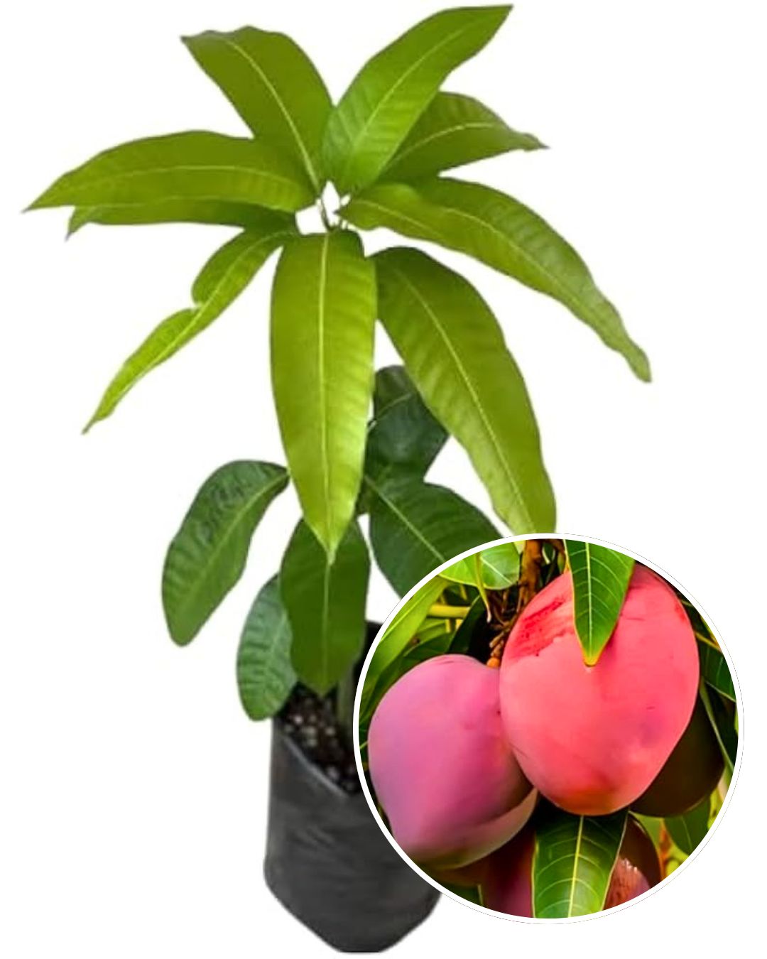 Arunima Mango Fruit Plant Grafted (Height 1 Feet - 1.5 Feet)