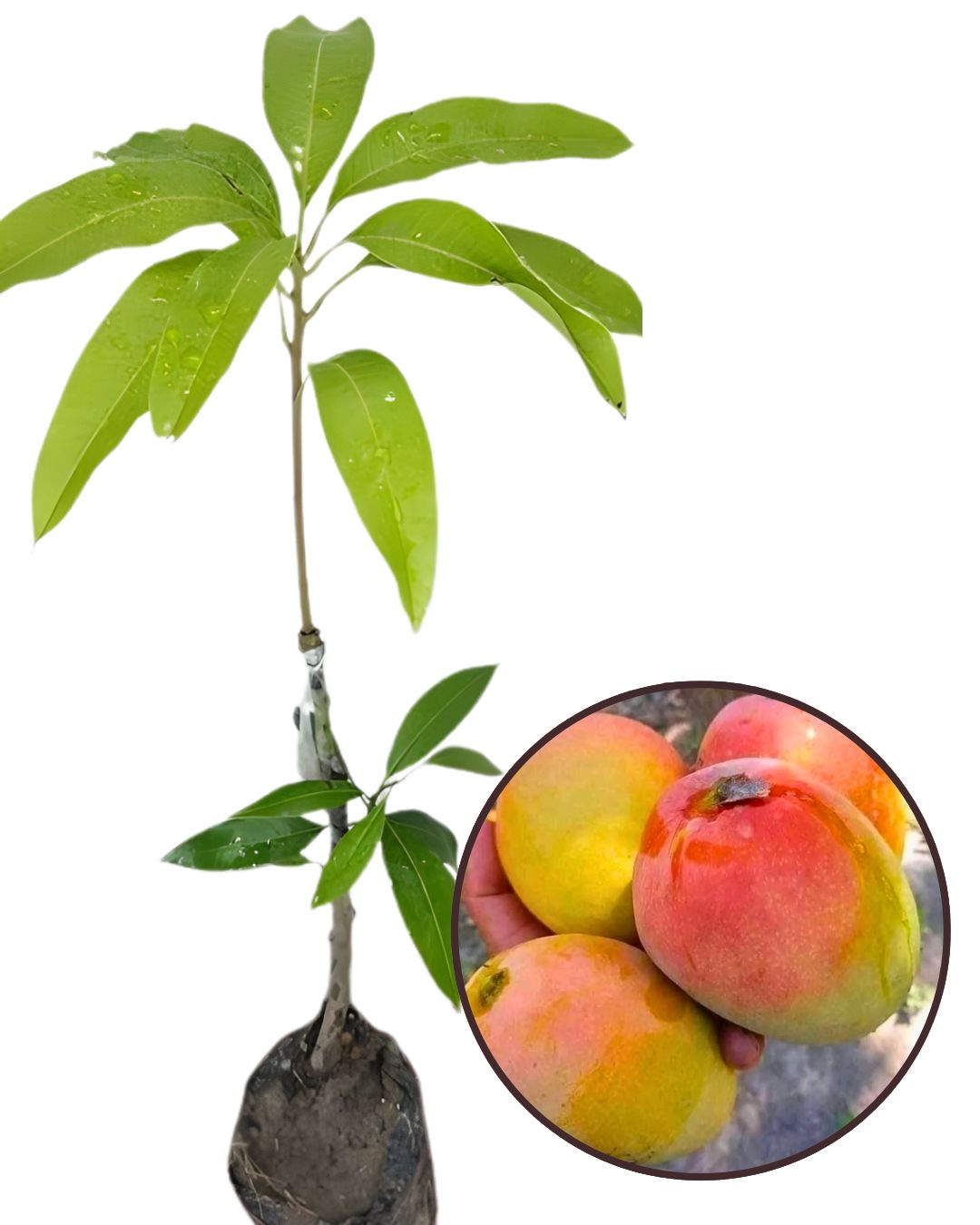 Ambika Mango Fruit Plant Grafted (Height 1 Feet - 1.5 Feet)