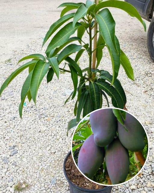 Lalima Mango Fruit Plant Grafted (Height 1 Feet - 1.5 Feet)