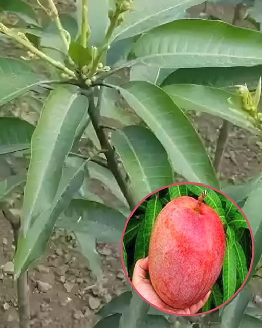 Shrestha Mango Plant - Premium High-Yield Variety | Sweet Fiberless Fruits | Fast Growing | Ideal for Pots & Gardens