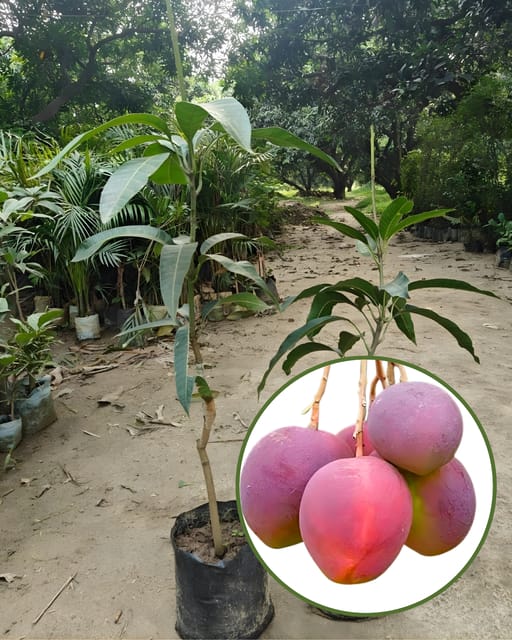 Pratibha Mango Fruit Plant Grafted (Height 1 Feet - 1.5 Feet)