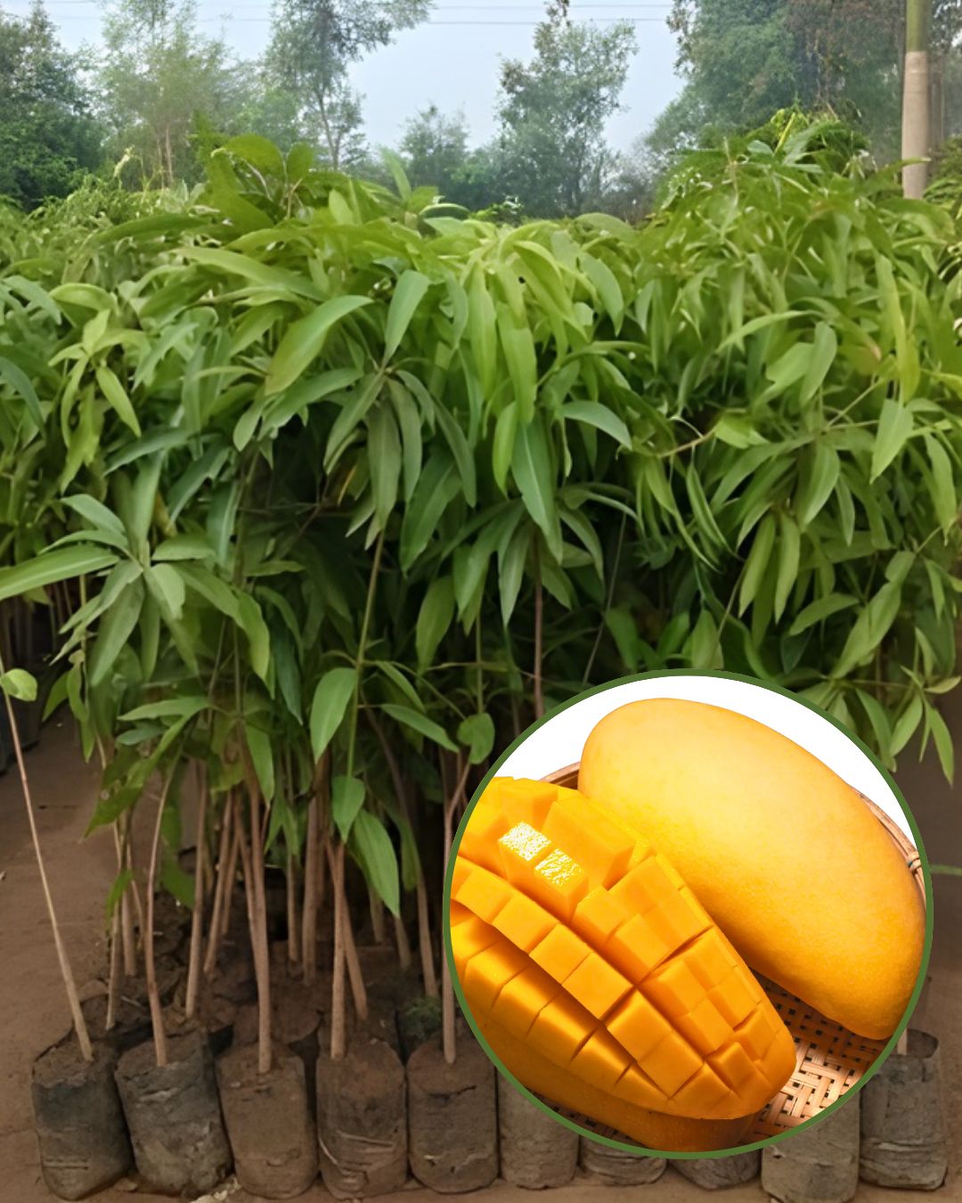 Nurjahan Mango Fruit Plant Grafted (Height 1 Feet - 1.5 Feet)