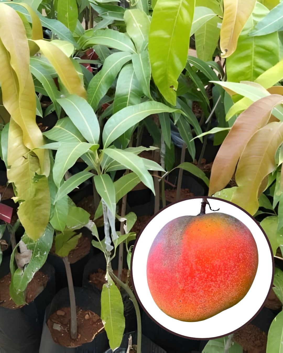 Hong Siang Red Dragon Mango Fruit Plant Grafted (Height 1.5 Feet - 2 Feet)
