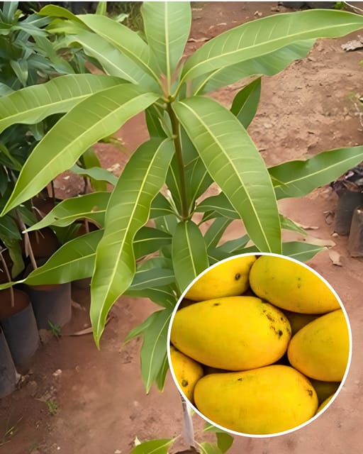 Kohitoor (Kohinoor) Mango Plant - Premium High-Yield Variety | Sweet Juicy Fiberless Fruits | Fast Growing | Ideal for Pots & Gardens