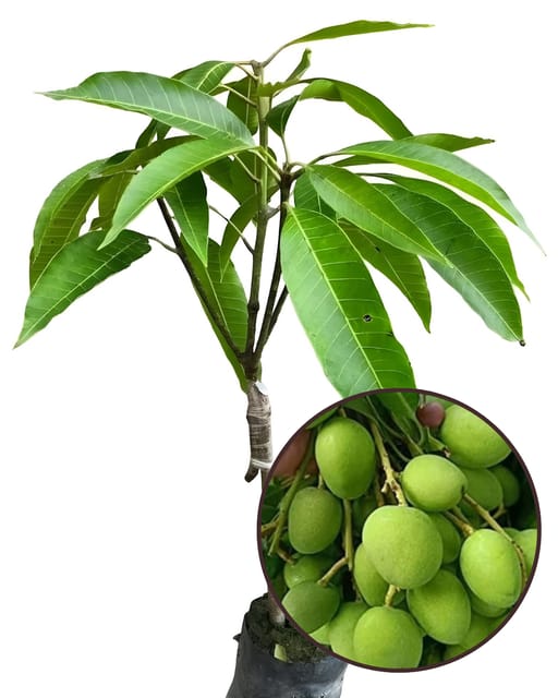 KachaMitha Mango PlantFruit PlantGrafted (Height 1 Feet) KachaMitha Mango PlantFruit PlantGrafted (Height 1 Feet)