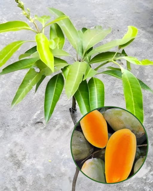 Amrapali Mango Plant - Premium High-Yield Dwarf Variety | Sweet Fiberless Fruits | Early Fruiting | Ideal for Pots & Gardens